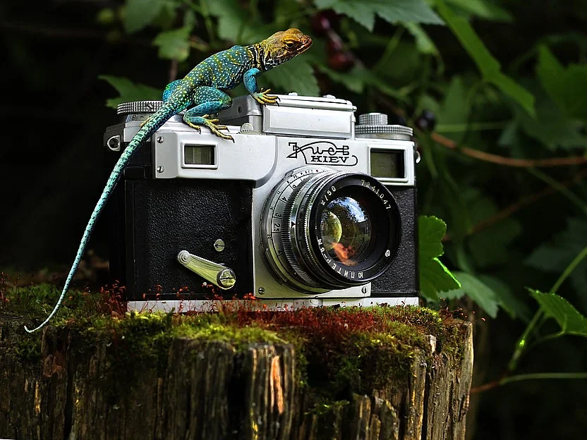 Wildlife Photographer