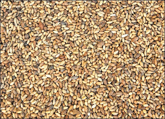 இயற்கை வேளாண்மை 13 : வேம்பு... பயிரைக் காக்கும் போராளி!