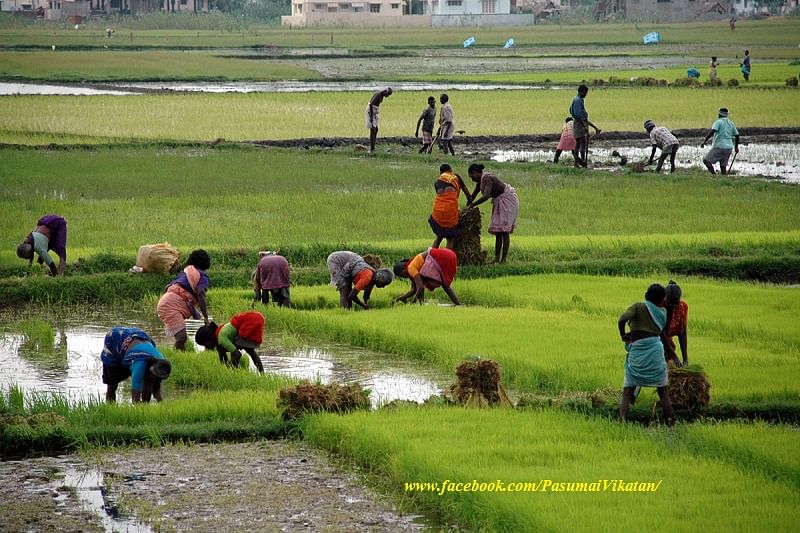 Farmers