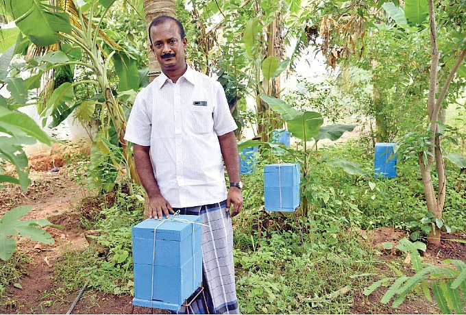 தேனீப் பெட்டிகளுடன்