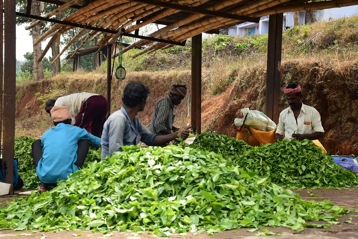 tea estate workers