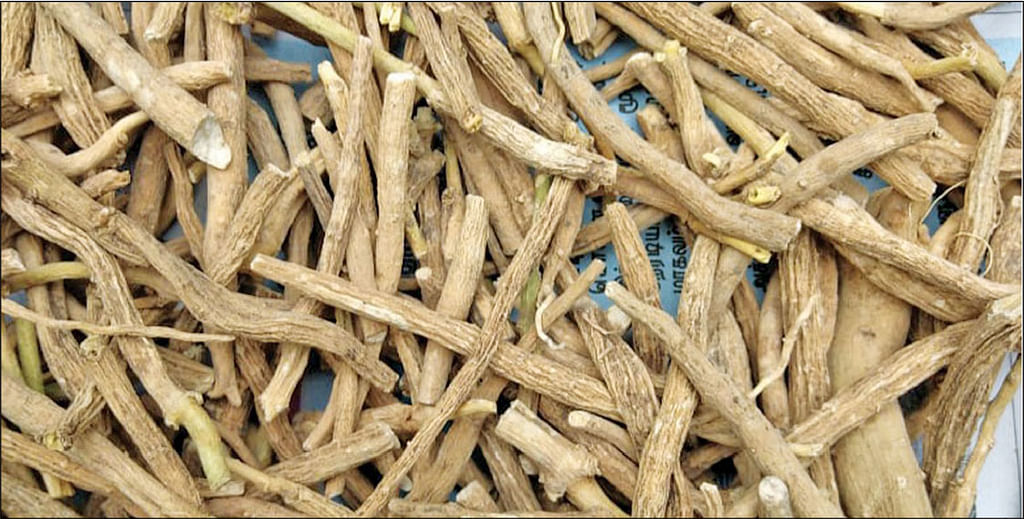 சீமை அமுக்கரா