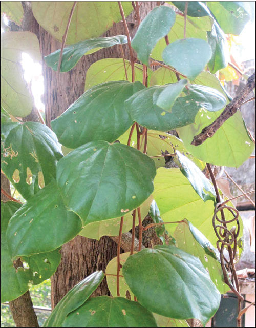 மர மஞ்சள் கொடி
