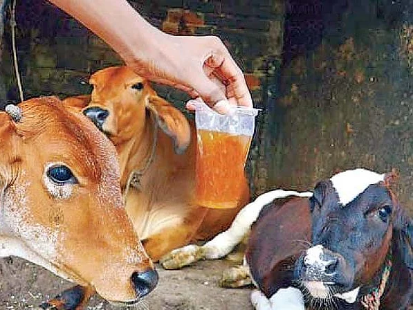 மாட்டு கோமியத்திற்கு அமெரிக்கா காப்புரிமை வாங்கியது உண்மையா?