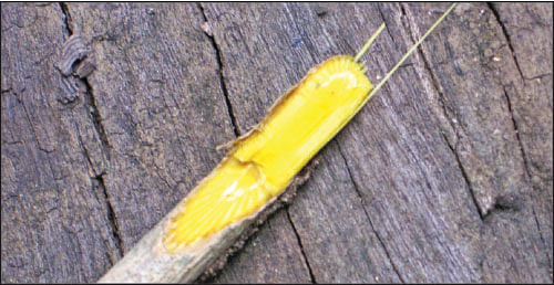 மர மஞ்சள்