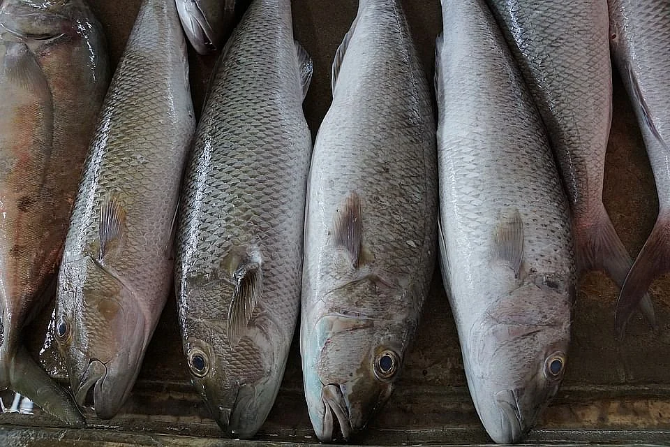 fish