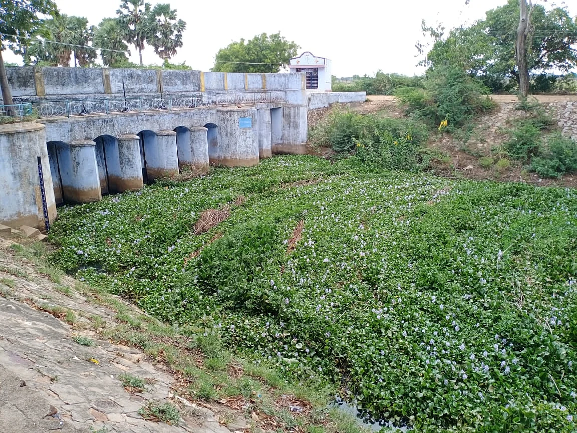 தூத்துக்குடி: மருதூர் அணையை விழுங்கும் அமலைச் செடிகள்... ஆபத்தில் 20,000 ஏக்கர் விவசாய நிலம்!