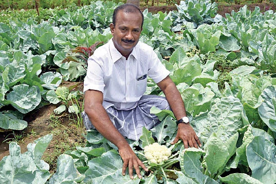 காய்கறிச் சாகுபடி