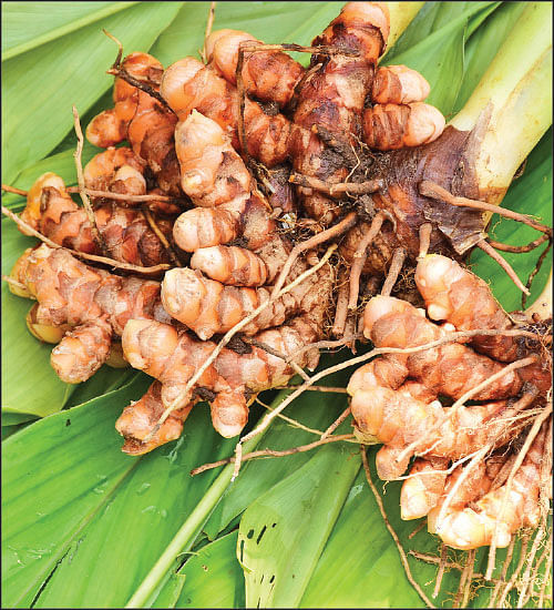 மஞ்சள்