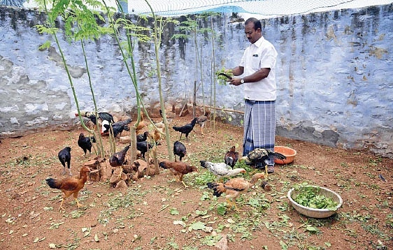 நாட்டுக் கோழிகளுடன்