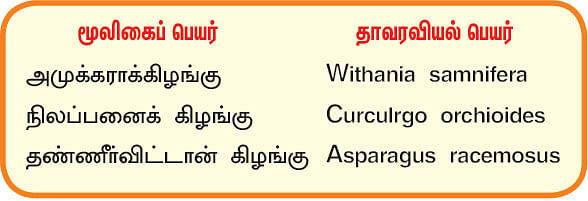 நல்மருந்து 2.0 - ஆண்மையைப் பெருக்கும் அமுக்கரா! தாய்ப்பாலை அதிகரிக்கும் தண்ணீர் விட்டான்!