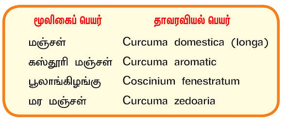 நல்மருந்து 2.0 - குடல் புற்றுநோயைத் தடுக்கும் மஞ்சள்! மணமூட்டும் கஸ்தூரி மஞ்சள்!