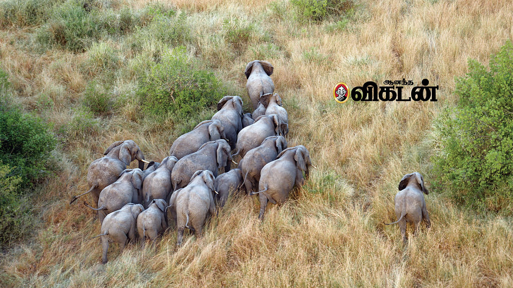 யானைகள்