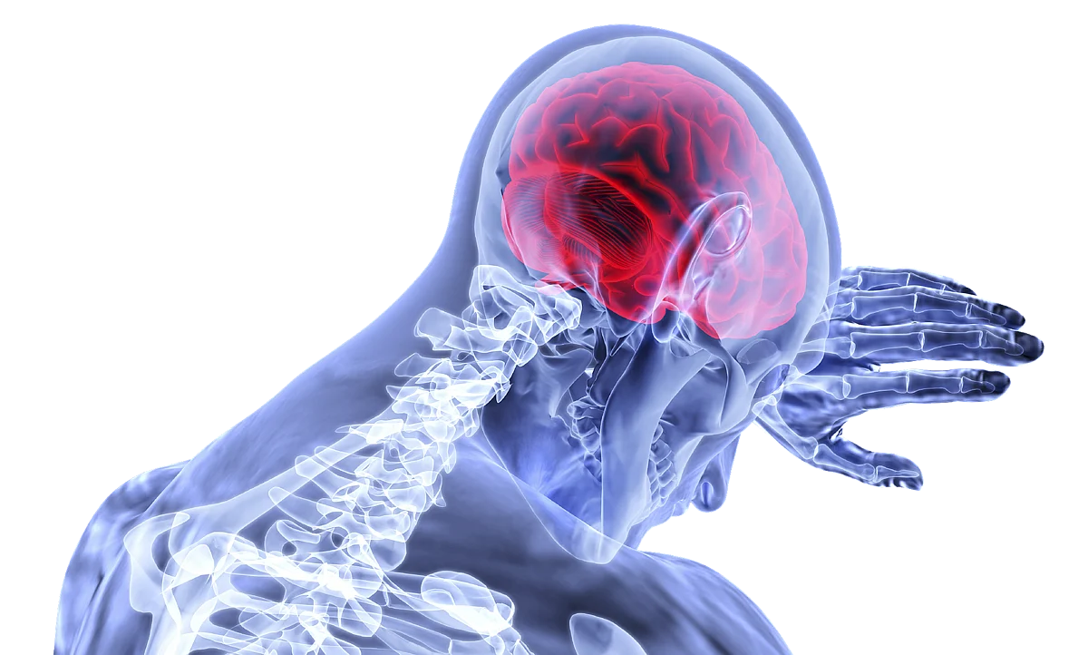 Human brain