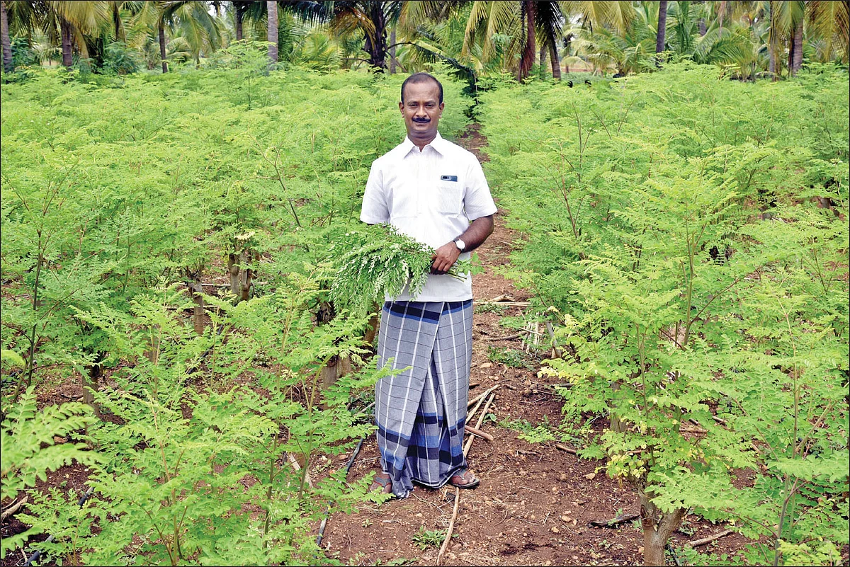 முருங்கைத் தோட்டத்தில் பூபதி சுந்தரம்