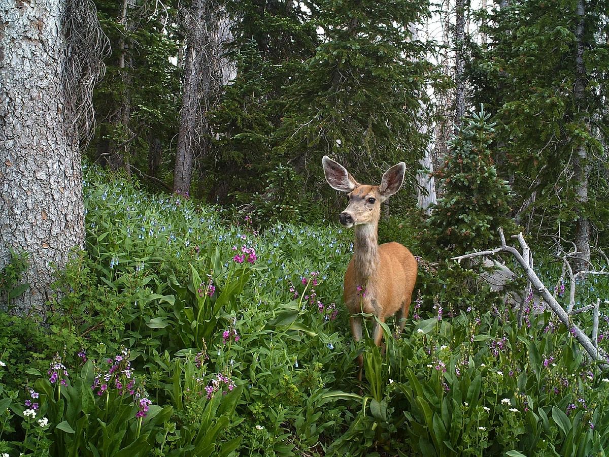 Deer - Representational Image