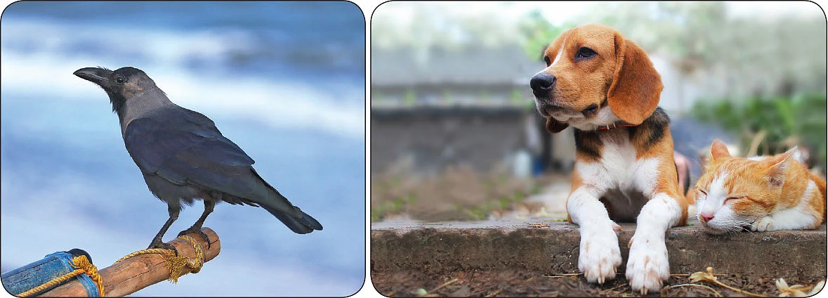 சகுனங்களும் பலன்களும்!