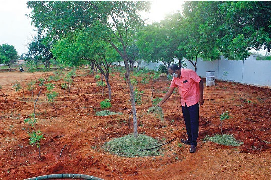 மரங்களுக்கு மூடாக்கு