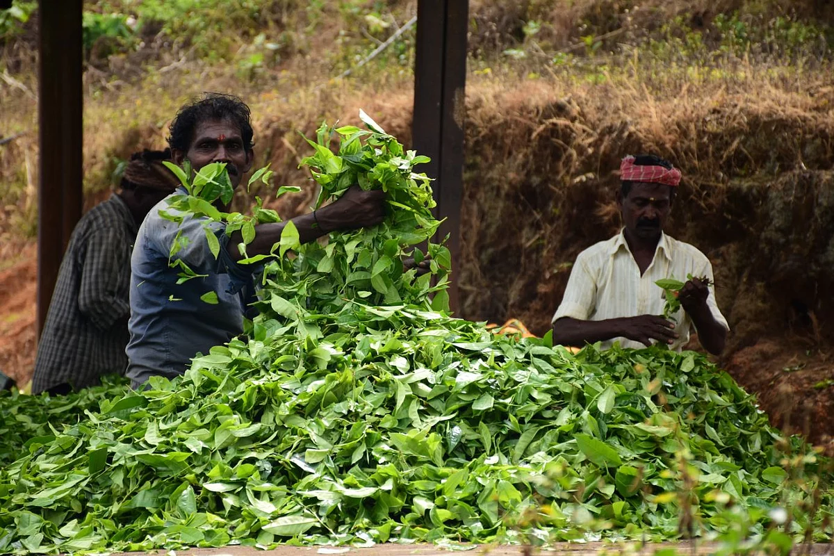 tea estate wrokers