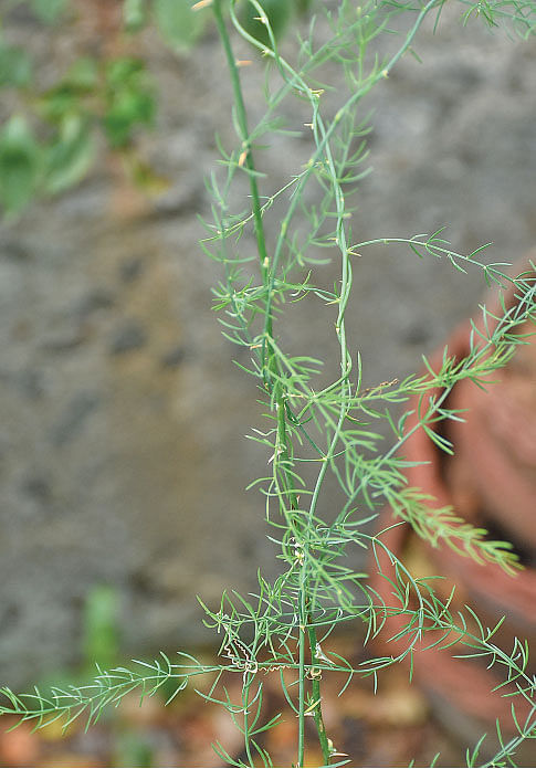 தண்ணீர்விட்டான் கிழங்கு