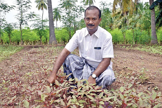 கீரைச் சாகுபடி