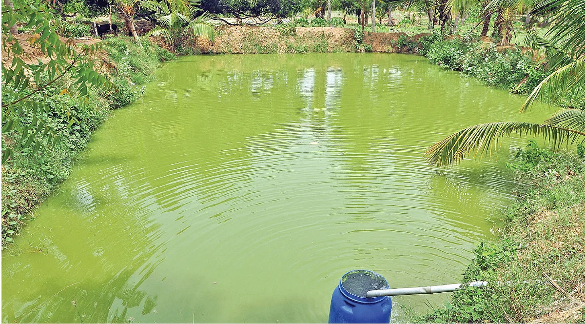 மீன் வளர்ப்பு