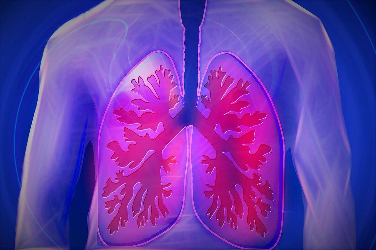 Lungs (representational image)