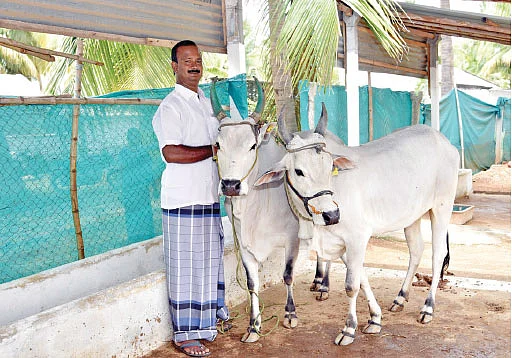 நாட்டு மாட்டுடன்