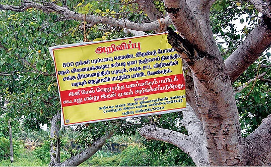 நெல் Vs வாழை முட்டிக்கொள்ளும் விவசாயிகள்!