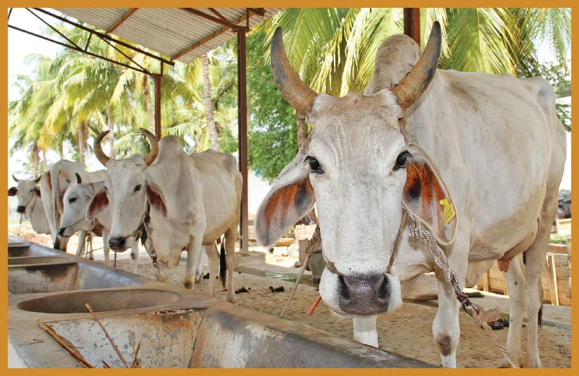 மழைக்காலத்தில் கால்நடை பராமரிப்பு!