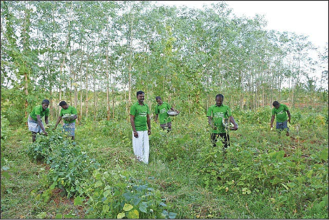 மாதம் ரூ. 37,500 தொடர் வருமானம் தரும் மேட்டுப்பாத்தி!