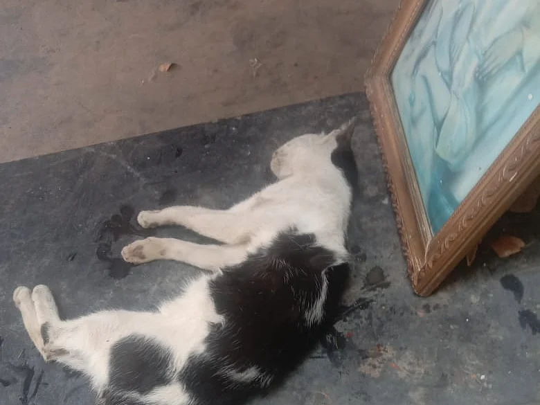 சென்னை: `பாலில் விஷம்வைத்து கொன்னுட்டாங்க!' - பூனை மரணத்துக்கு வழக்கு பதிவுசெய்த போலீஸ்