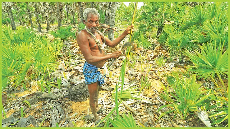 "பனைமரம் தாய்மாதிரி... கைவிடாது!" - பார்வையற்ற பனையேறி முருகாண்டி