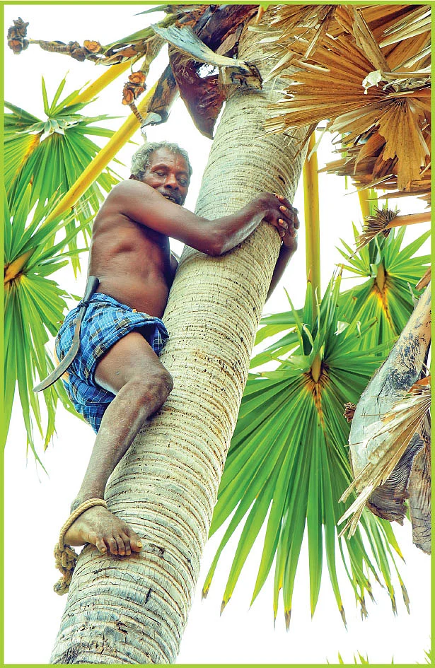 "பனைமரம் தாய்மாதிரி... கைவிடாது!" - பார்வையற்ற பனையேறி முருகாண்டி