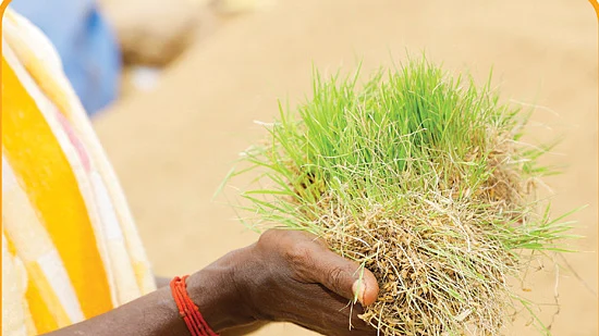 துயரக்களஞ்சியம்