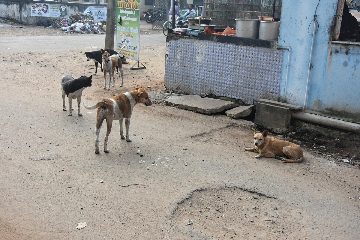 Dogs