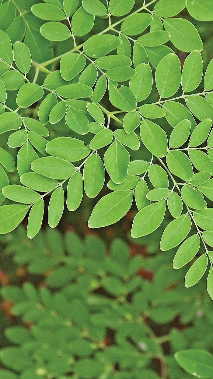 முருங்கைக்கீரை