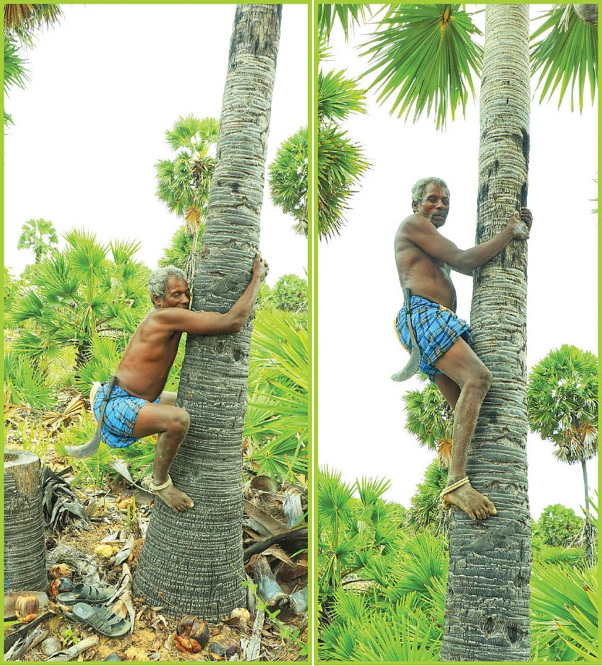 முருகாண்டி