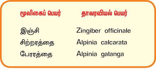 நல்மருந்து 2.0 - அனைத்து நோய்களையும் விஞ்சும் இஞ்சி! - தொண்டைச் சதையைக் கரைக்கும் அரத்தை!