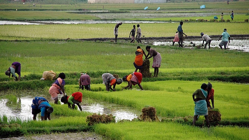 Farming