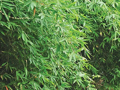 மூங்கில் சாகுபடி செய்யலாமா, வேண்டாமா? - ஓர் அலசல் ஆலோசனை!