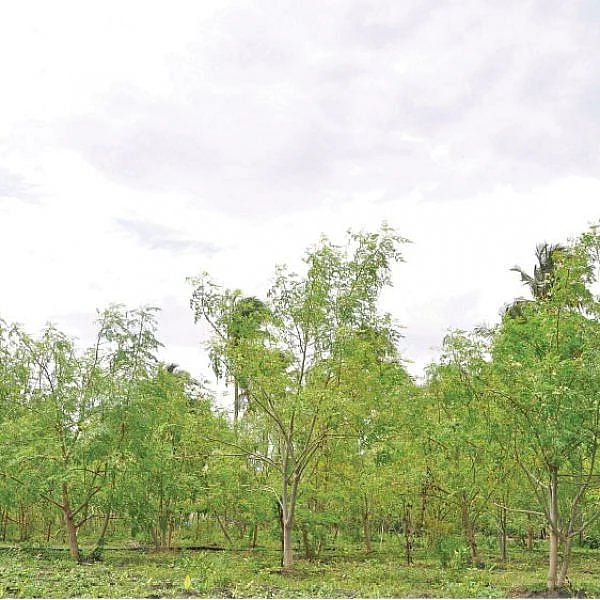 முருங்கைத் தோட்டம்