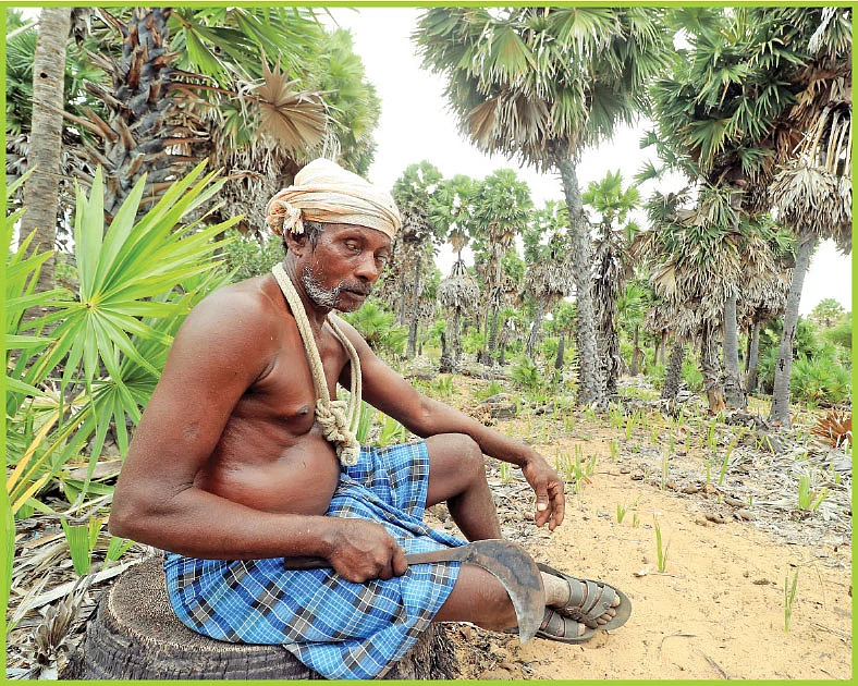 "பனைமரம் தாய்மாதிரி... கைவிடாது!" - பார்வையற்ற பனையேறி முருகாண்டி