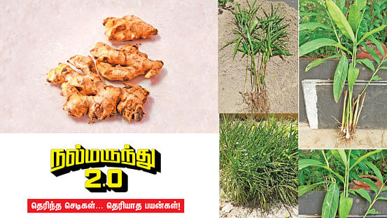 இஞ்சி