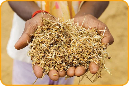 துயரக்களஞ்சியம்! - விரக்தியில் விவசாயிகள்