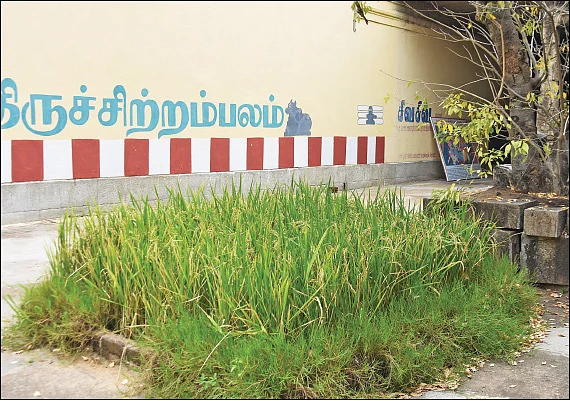 நடவுத் திருவிழாவில் நடப்பட்ட நெல்