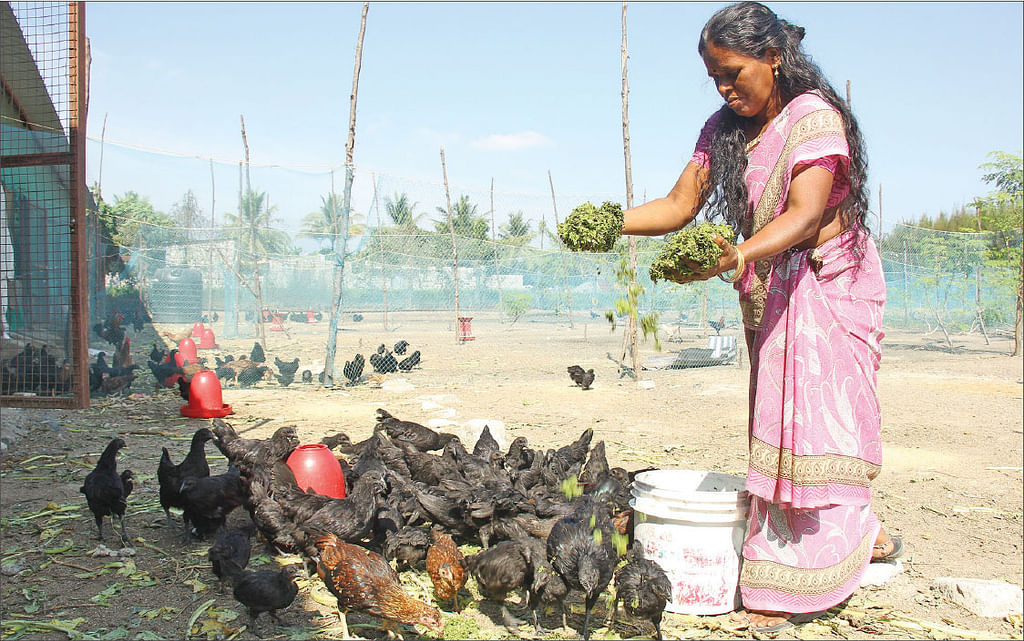 கோழிகளுக்கு முருங்கைக் கீரை மற்றும் அசோலா