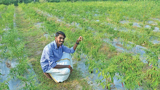மிளகாய்த் தோட்டத்தில் அருண்