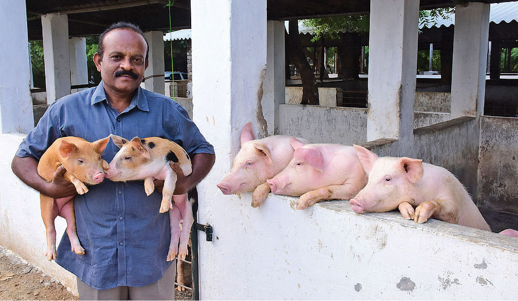 வெண்பன்றிகளுடன் தாமோதரன்