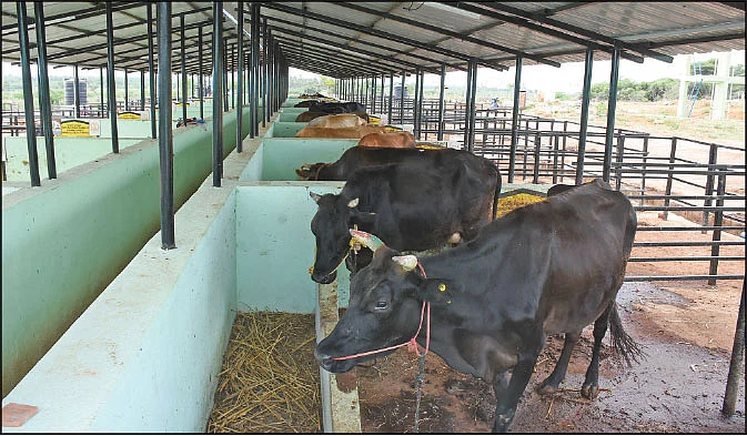 மாட்டுக் கொட்டகை
